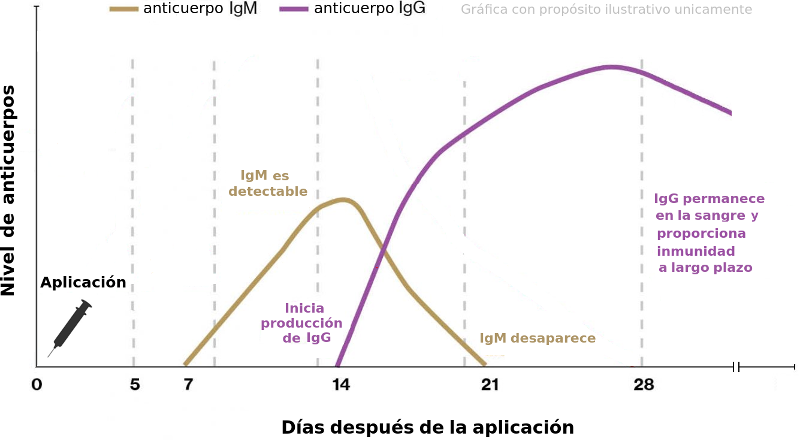 dias despues de la vacuna IgG UNAM