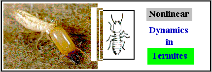 termite